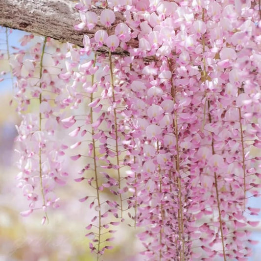 The Everfall Wisteria - A Storybook Garden, Faster - 50% OFF