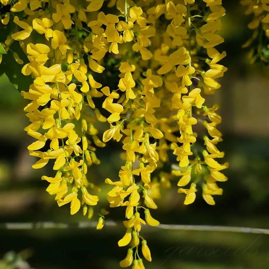 The Everfall Wisteria - A Storybook Garden, Faster - 50% OFF