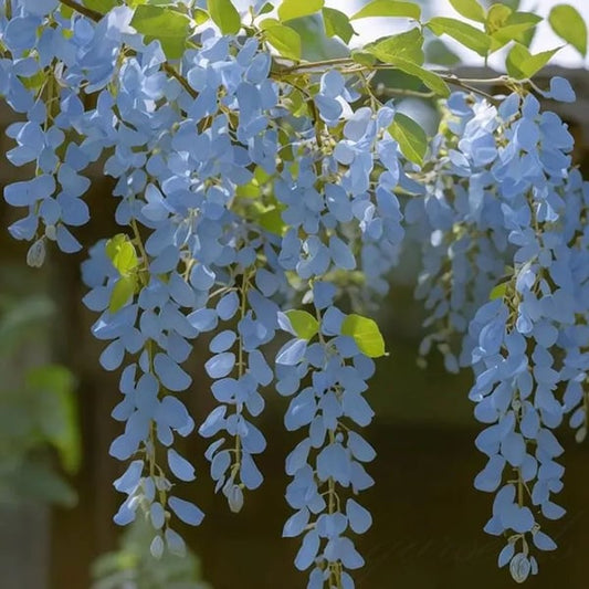 The Everfall Wisteria - A Storybook Garden, Faster - 50% OFF
