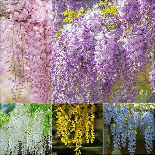 The Everfall Wisteria - A Storybook Garden, Faster - 50% OFF