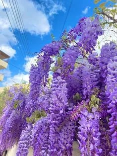 The Everfall Wisteria - A Storybook Garden, Faster - 50% OFF