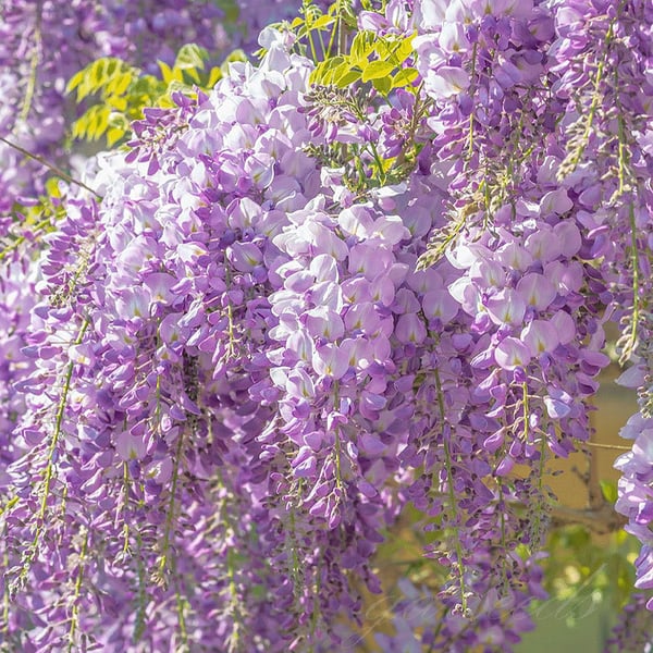 The Everfall Wisteria - A Storybook Garden, Faster - 50% OFF