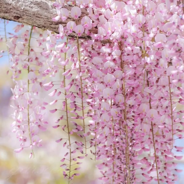 The Everfall Wisteria - A Storybook Garden, Faster - 50% OFF