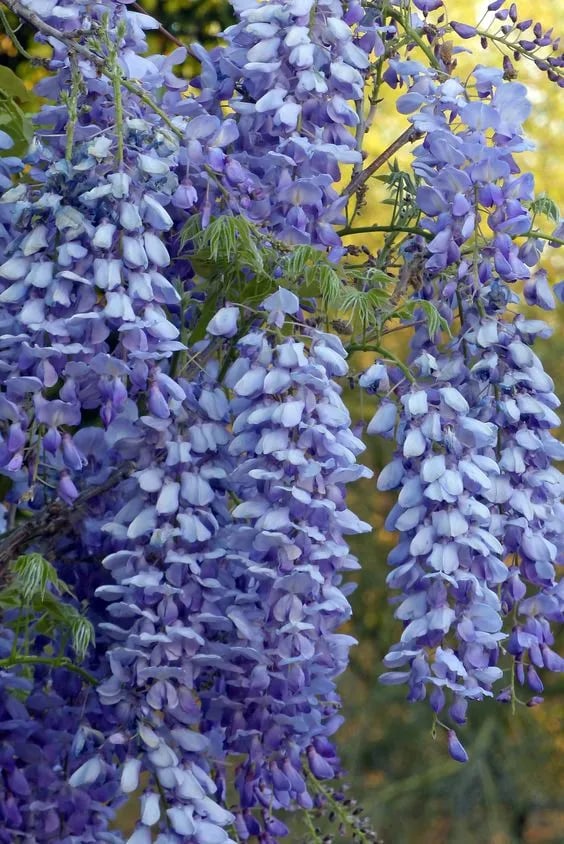 The Everfall Wisteria - A Storybook Garden, Faster - 50% OFF