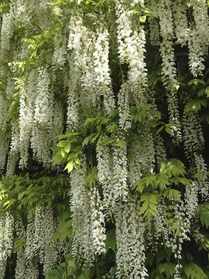 The Everfall Wisteria - A Storybook Garden, Faster - 50% OFF