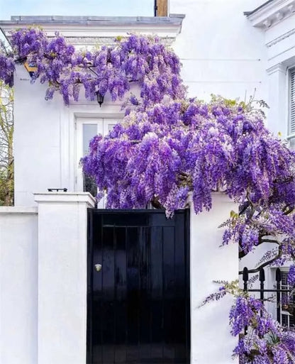The Everfall Wisteria - A Storybook Garden, Faster - 50% OFF