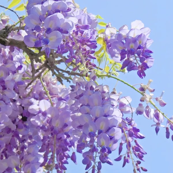 The Everfall Wisteria - A Storybook Garden, Faster - 50% OFF