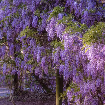 The Everfall Wisteria - A Storybook Garden, Faster - 50% OFF