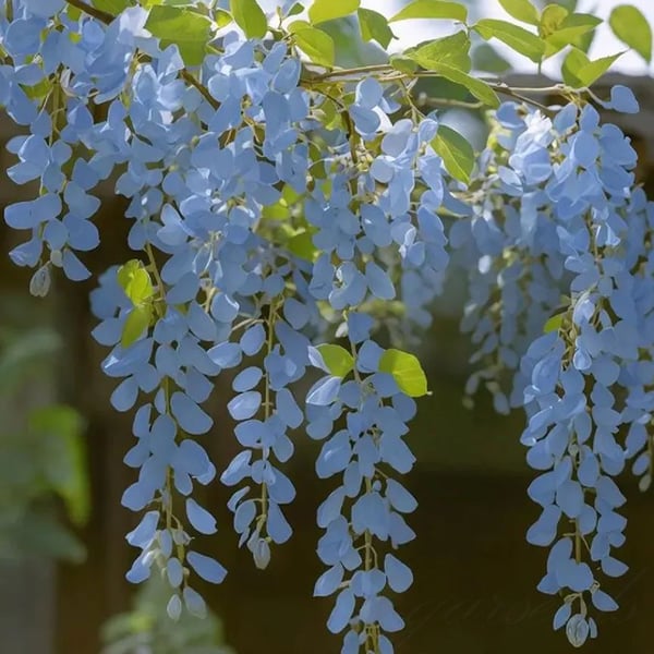 The Everfall Wisteria - A Storybook Garden, Faster - 50% OFF