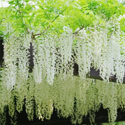 The Everfall Wisteria - A Storybook Garden, Faster - 50% OFF