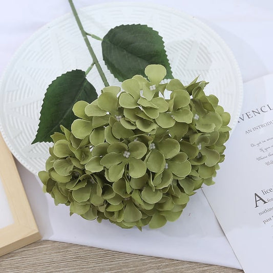 EverBloom Hydrangeas - A Perfect Garden, Effortlessly - 1+1 FREE