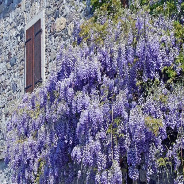 The Everfall Wisteria - A Storybook Garden, Faster - 50% OFF