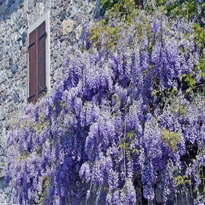 The Everfall Wisteria - A Storybook Garden, Faster - 50% OFF