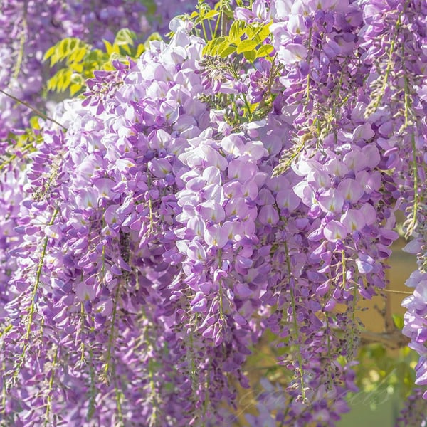 The Everfall Wisteria - A Storybook Garden, Faster - 50% OFF