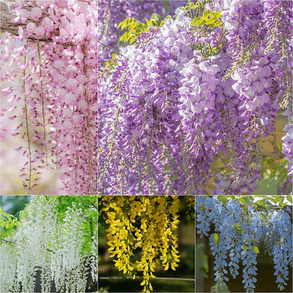 The Everfall Wisteria - A Storybook Garden, Faster - 50% OFF