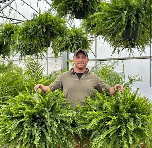 EverLush Fern - Instant Designer Greenery Without Maintenance + 50% OFF
