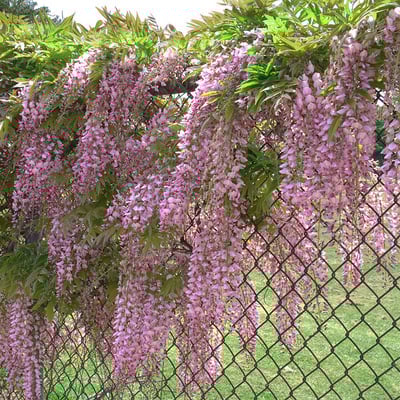 The Everfall Wisteria - A Storybook Garden, Faster - 50% OFF