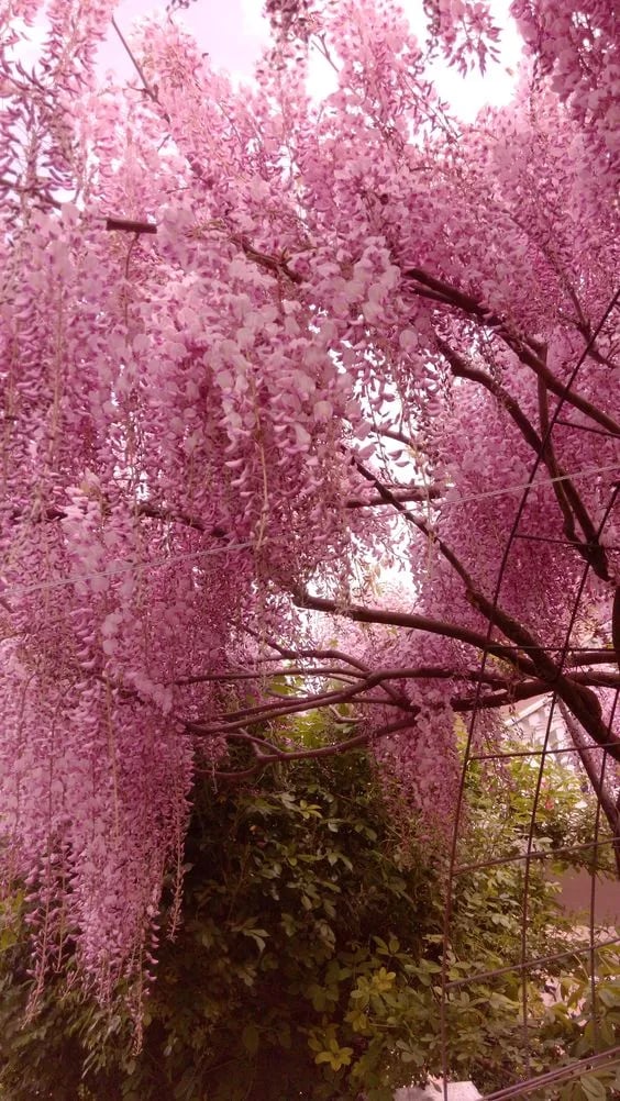 The Everfall Wisteria - A Storybook Garden, Faster - 50% OFF