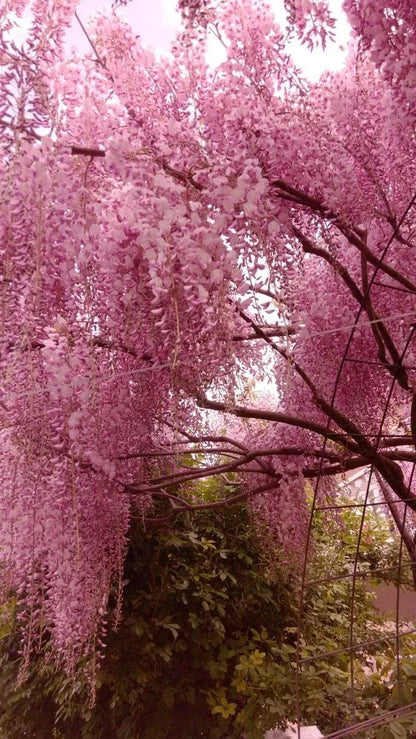 The Everfall Wisteria - A Storybook Garden, Faster - 50% OFF